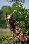 Australian Shepherd auf Baumstumpf