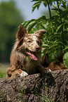 Australian Shepherd auf Baumstumpf