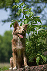 Australian Shepherd auf Baumstumpf