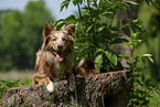 Australian Shepherd auf Baumstumpf