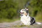 liegender Australian Shepherd