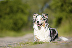 liegender Australian Shepherd