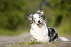 liegender Australian Shepherd