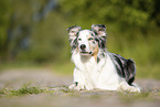 liegender Australian Shepherd