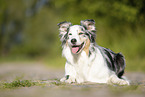 liegender Australian Shepherd