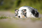 liegender Australian Shepherd