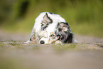 liegender Australian Shepherd