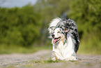 spielender Australian Shepherd