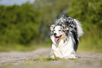 spielender Australian Shepherd