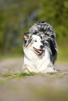 spielender Australian Shepherd