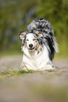 spielender Australian Shepherd