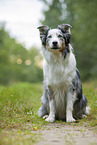 sitzender Australian Shepherd