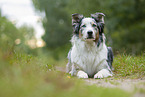 liegender Australian Shepherd