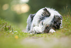 liegender Australian Shepherd