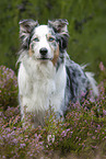 Australian Shepherd in der Heide