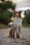 sitzender Australian Shepherd