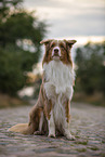sitzender Australian Shepherd