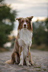 sitzender Australian Shepherd