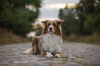 liegender Australian Shepherd