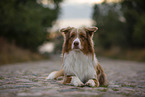 liegender Australian Shepherd