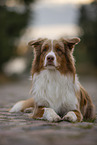 liegender Australian Shepherd