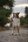 stehender Australian Shepherd