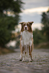 stehender Australian Shepherd