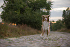 stehender Australian Shepherd
