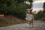 stehender Australian Shepherd