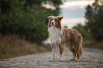 stehender Australian Shepherd