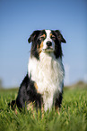 Australian Shepherd auf der Wiese
