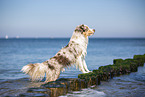 Australian Shepherd an der Ostsee