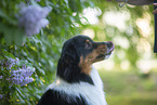 Australian Shepherd bei Flieder