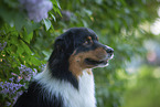Australian Shepherd bei Flieder