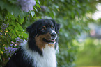 Australian Shepherd bei Flieder