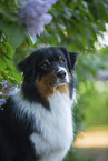 Australian Shepherd bei Flieder