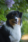 Australian Shepherd bei Flieder