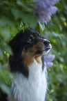 Australian Shepherd bei Flieder