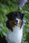 Australian Shepherd bei Flieder