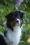 Australian Shepherd bei Flieder