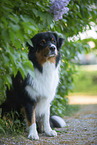 Australian Shepherd bei Flieder