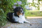 Australian Shepherd bei Flieder