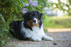 Australian Shepherd bei Flieder