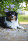 Australian Shepherd bei Flieder