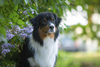 Australian Shepherd bei Flieder
