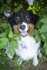 Australian Shepherd bei Flieder