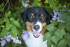 Australian Shepherd bei Flieder