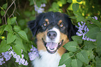 Australian Shepherd bei Flieder