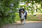 Australian Shepherd bei Flieder