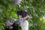 Australian Shepherd bei Flieder